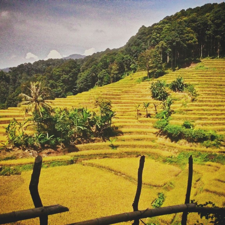 Lebak Bakal Gelar Festival Hutan Adat – JKPP : Menuju Kedaulatan Rakyat